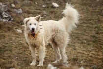 Abruzzese shepherd. -Courtesy Kateri Likoudis; from the book, Le Virtú in Abruzzo