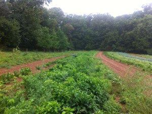Green Meadow Farm, Lancaster, Pennsylvania. Ian Brendle. Philly Farm to table. Slow food.   
