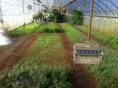Greenhouse at Green Meadow Farm. Ian Brendle. Lancaster, PA to Philadelphia. Local farms. Farm to table.  
