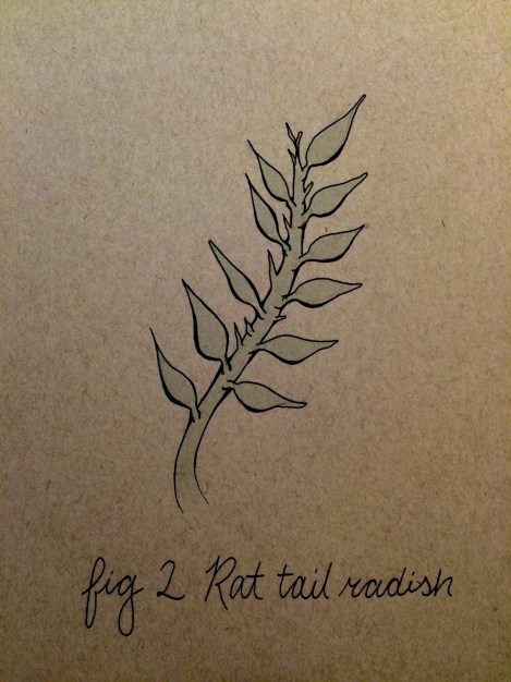 Budding rat tail radish. by Cailee Dennis. 