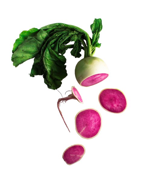 Watermelon radish from Z Food Farm. photo by Jacki Philleo. 