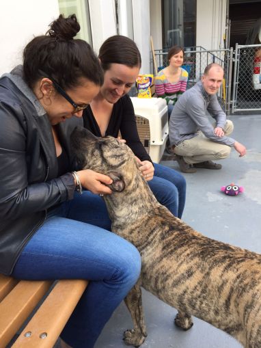 Top dog friendly restaurants in Philly 