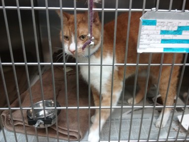 Scratchy Magee (actually not that scratchy) needs a home. From Morris Animal Refuge. 