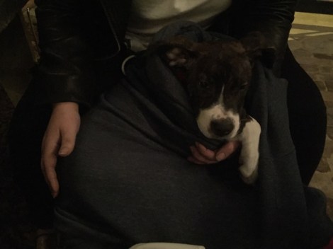 Puppy in swaddling clothes